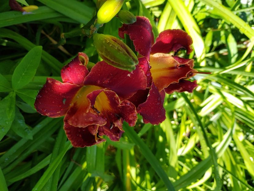  - Hemerocallis 2021