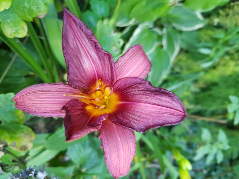  - Hemerocallis 2021
