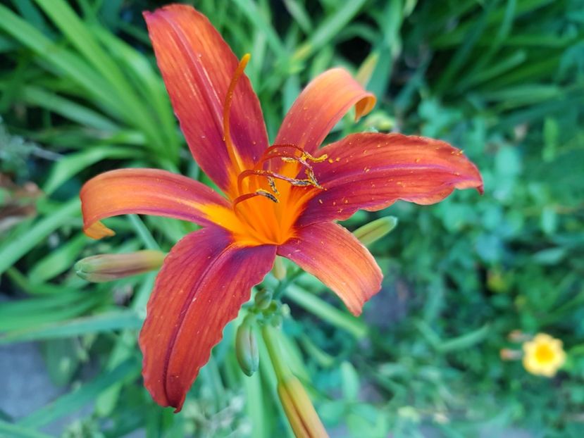  - Hemerocallis 2021