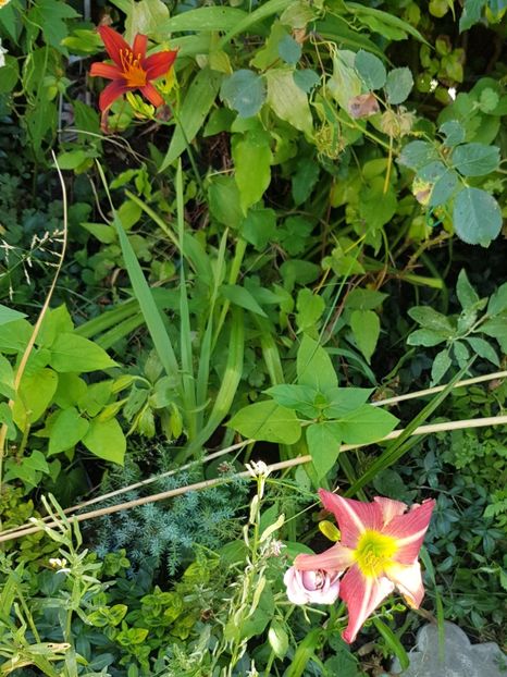  - Hemerocallis 2021