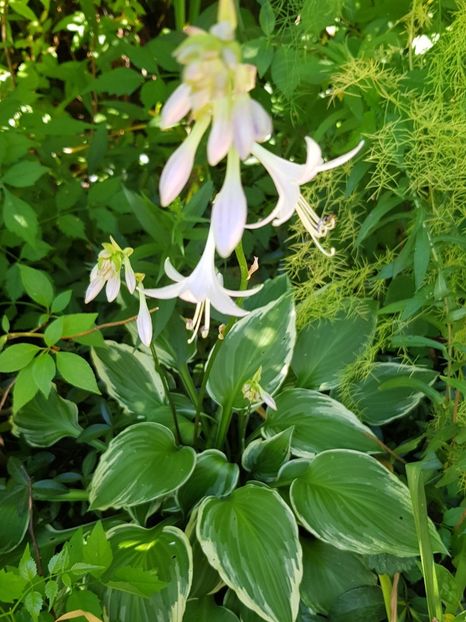  - Hemerocallis 2021