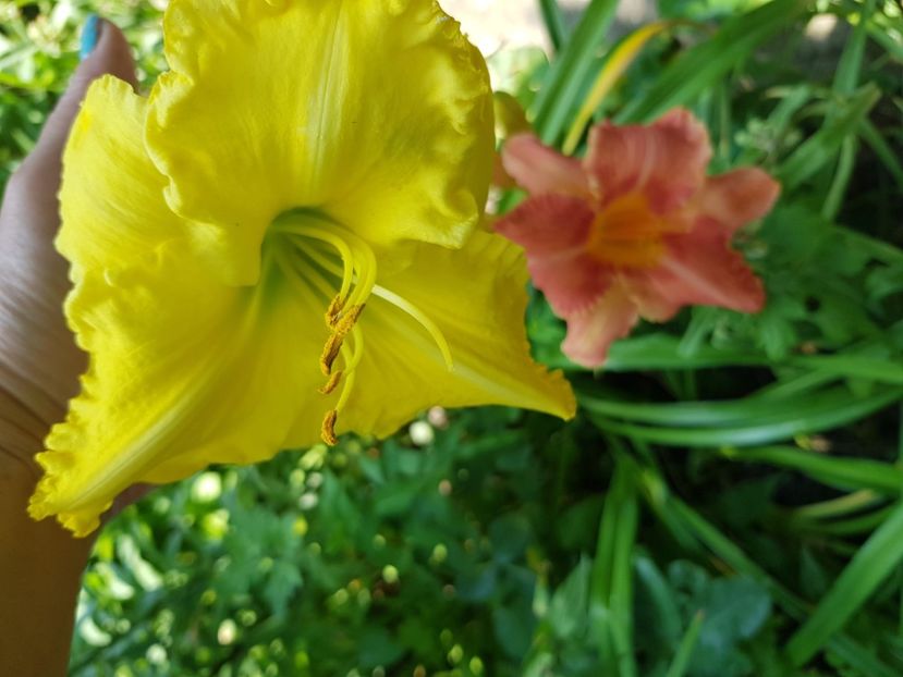  - Hemerocallis 2021