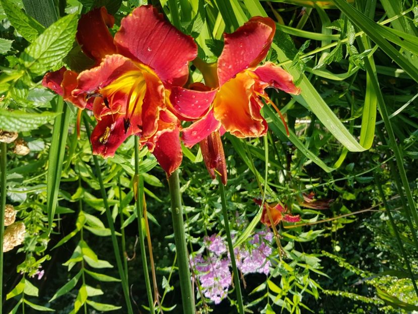  - Hemerocallis 2021