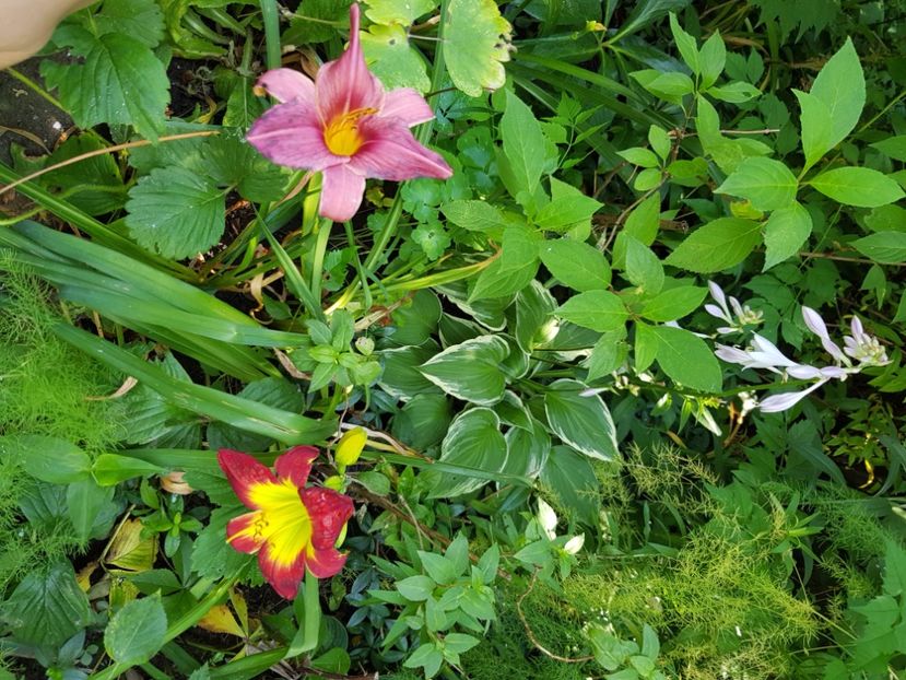  - Hemerocallis 2021