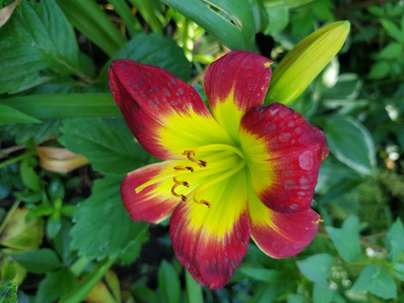  - Hemerocallis 2021
