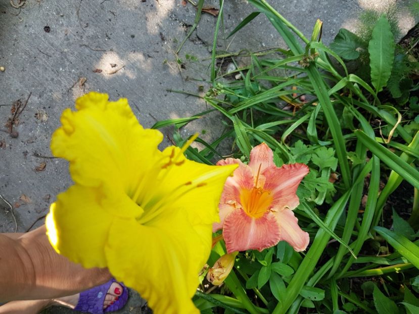  - Hemerocallis 2021