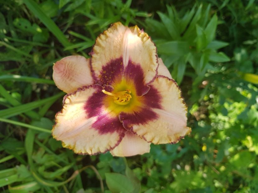  - Hemerocallis 2021