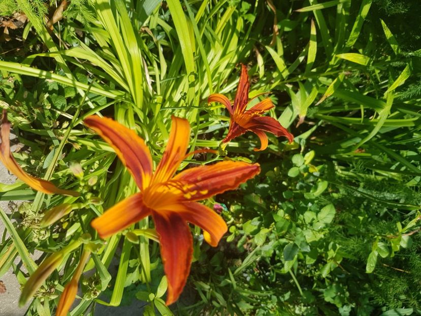  - Hemerocallis 2021