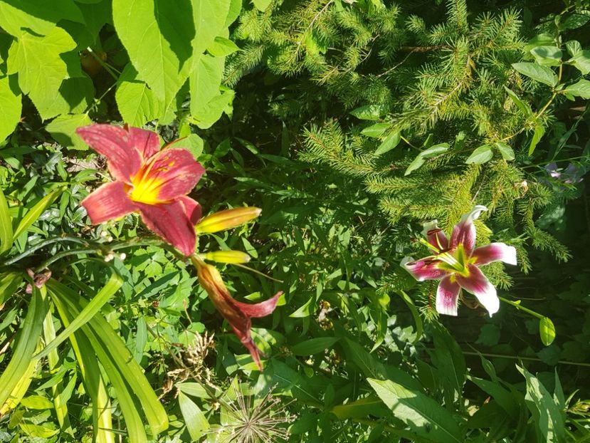  - Hemerocallis 2021