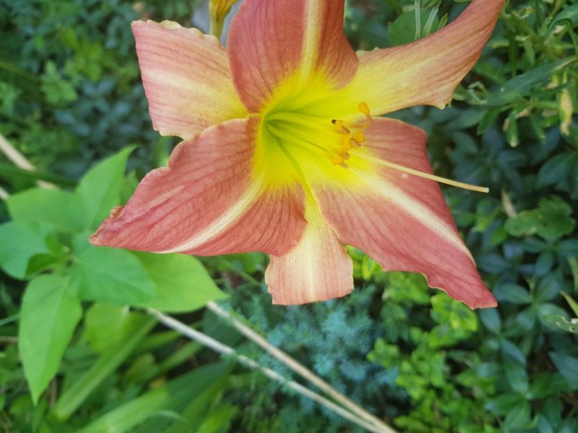  - Hemerocallis 2021