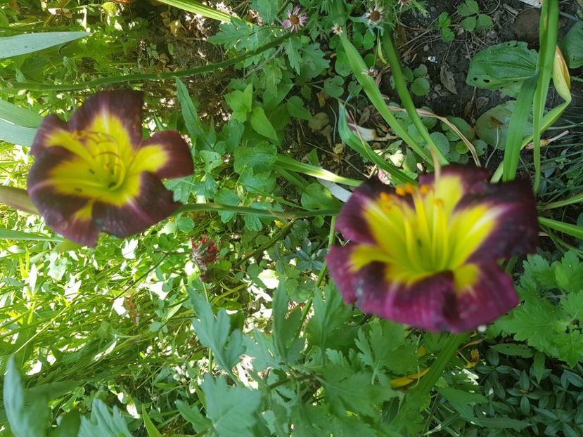  - Hemerocallis 2021