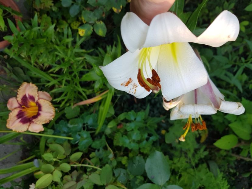  - Hemerocallis 2021