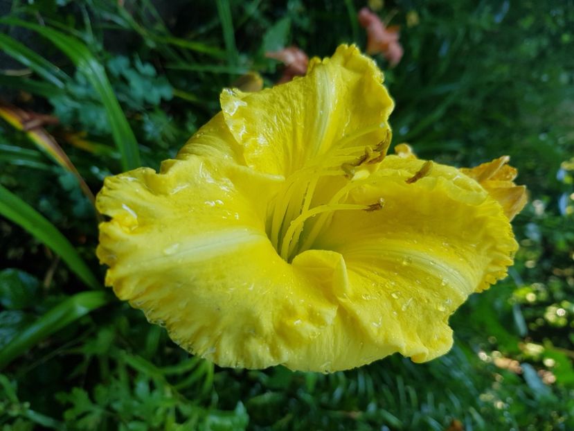  - Hemerocallis 2021