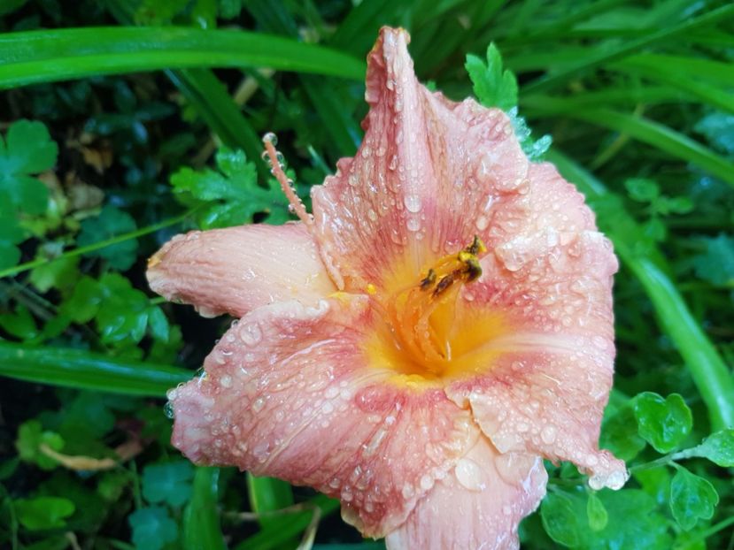  - Hemerocallis 2021
