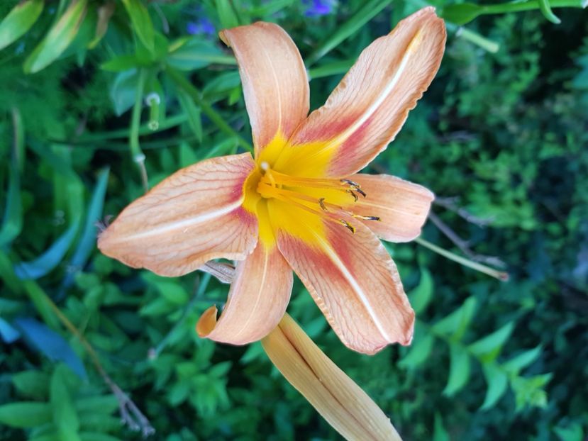  - Hemerocallis 2021