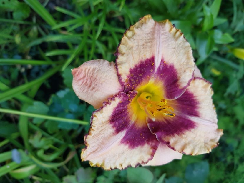  - Hemerocallis 2021