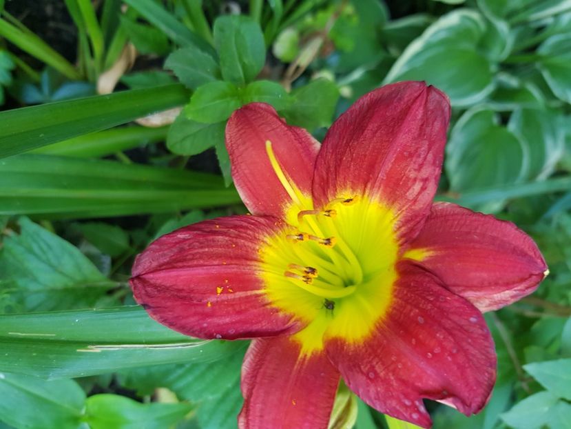  - Hemerocallis 2021