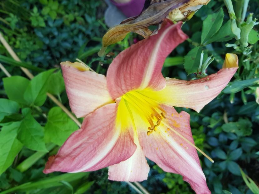  - Hemerocallis 2021