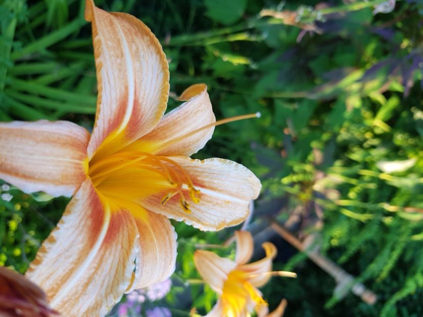  - Hemerocallis 2021