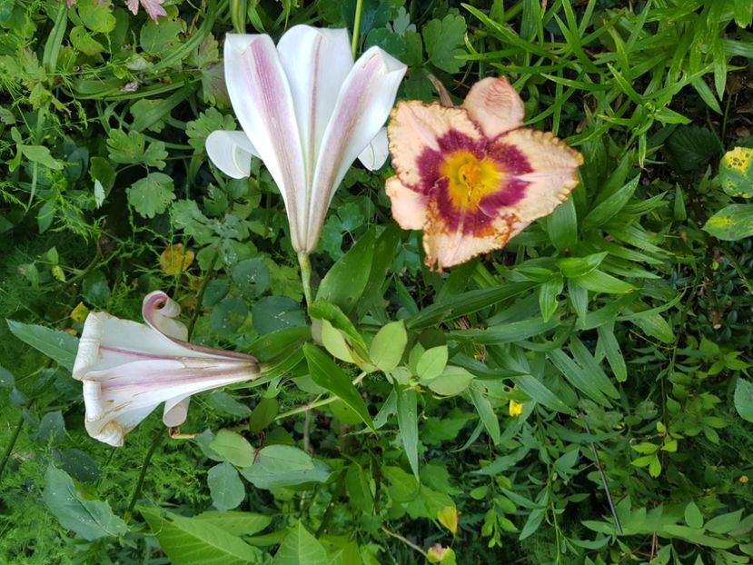  - Hemerocallis 2021
