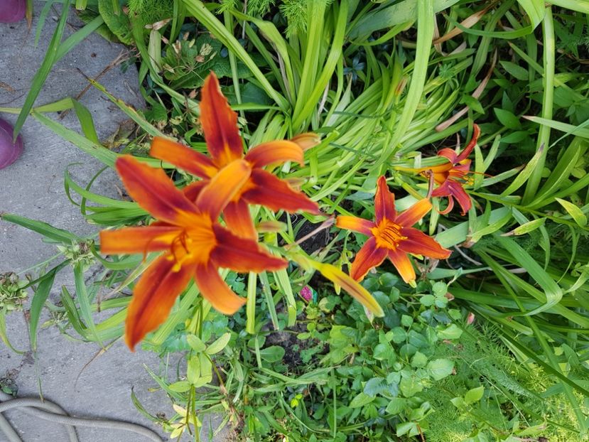 - Hemerocallis 2021