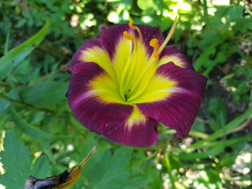  - Hemerocallis 2021