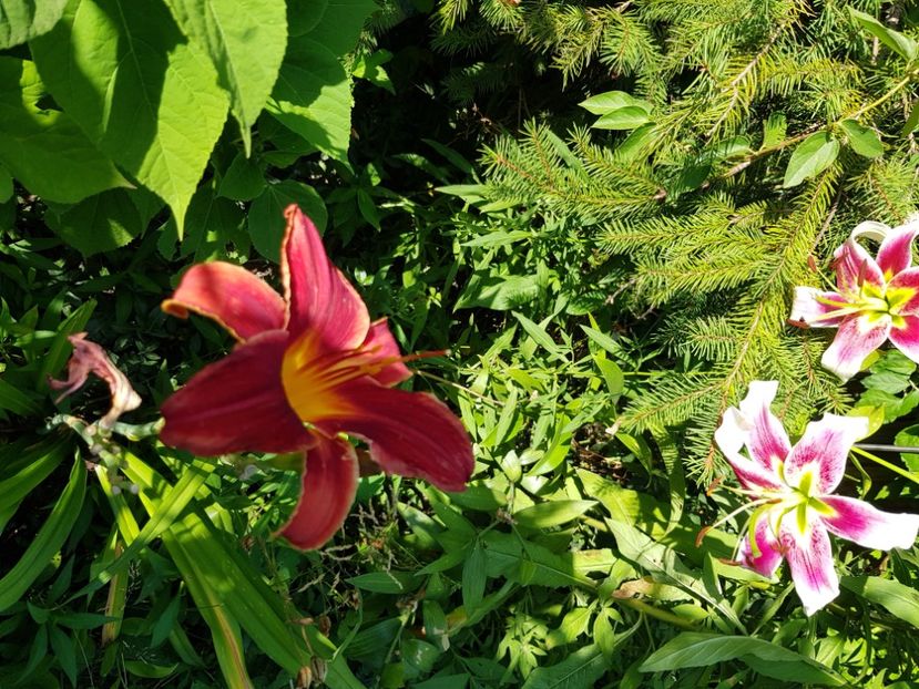  - Hemerocallis 2021