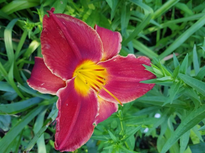  - Hemerocallis 2021