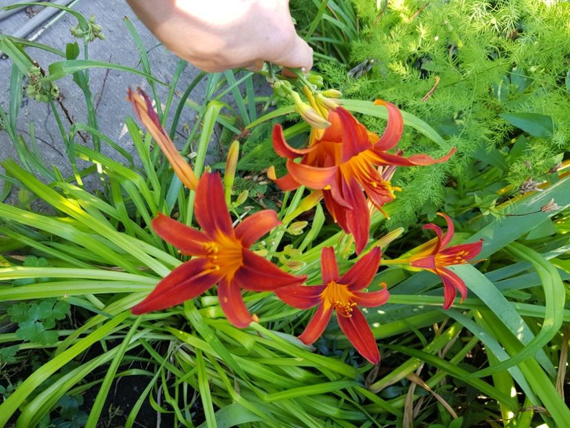  - Hemerocallis 2021