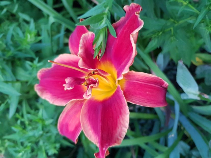  - Hemerocallis 2021
