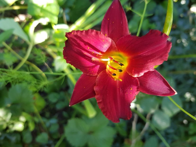  - Hemerocallis 2021