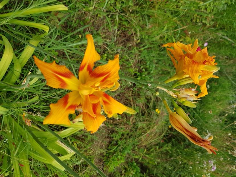  - Hemerocallis 2021