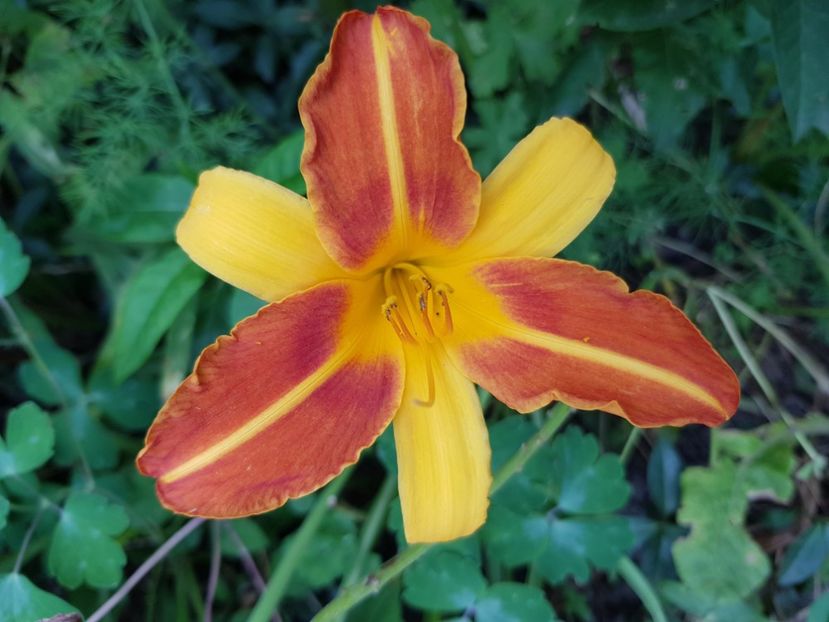  - Hemerocallis 2021