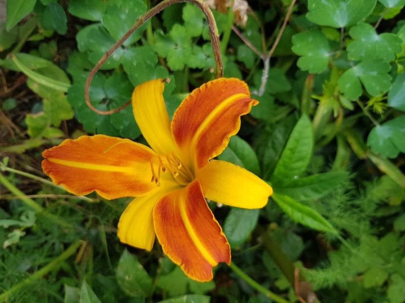  - Hemerocallis 2021