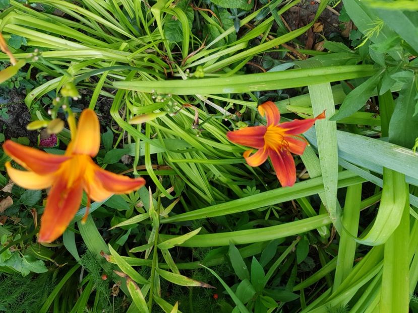  - Hemerocallis 2021