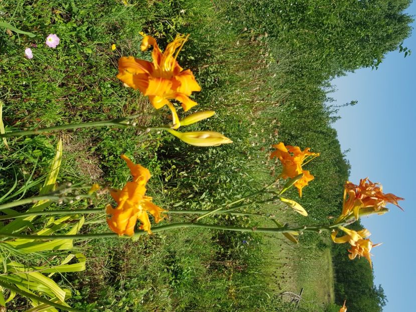  - Hemerocallis 2021