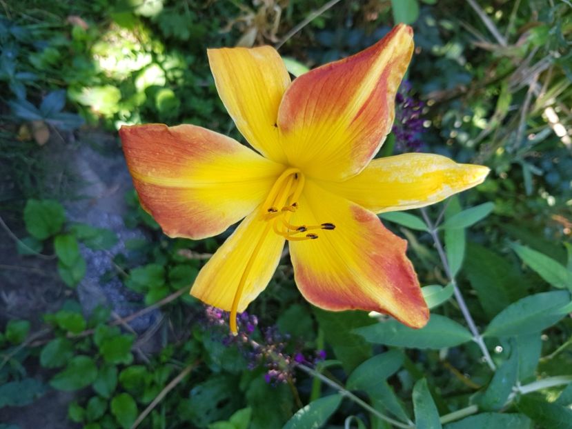 Frâna hals - Hemerocallis 2021