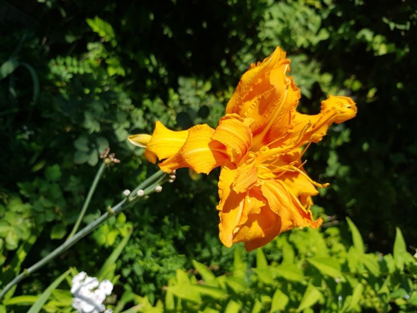  - Hemerocallis 2021