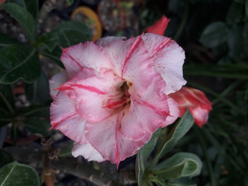  - Adenium