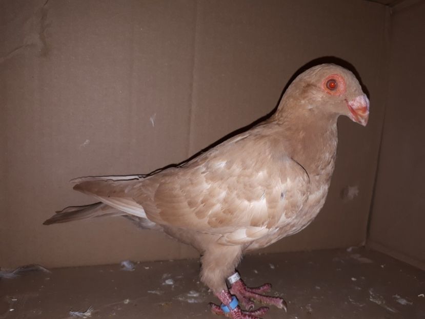 M - K1 _ tineret 2021