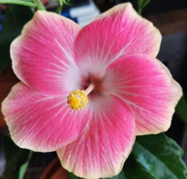  - 1 - 2 HIBISCUSI 2021