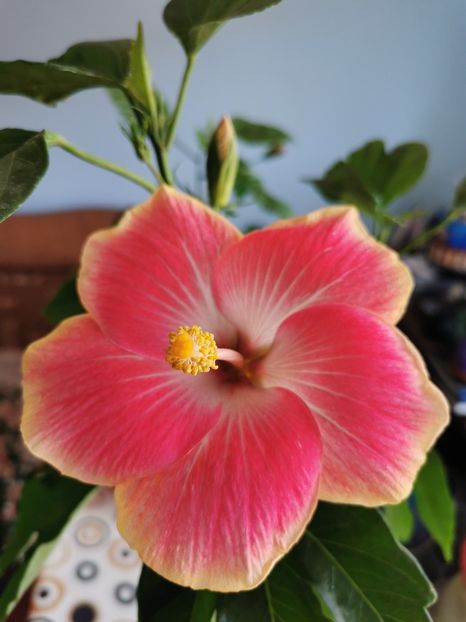  - 1 - 2 HIBISCUSI 2021