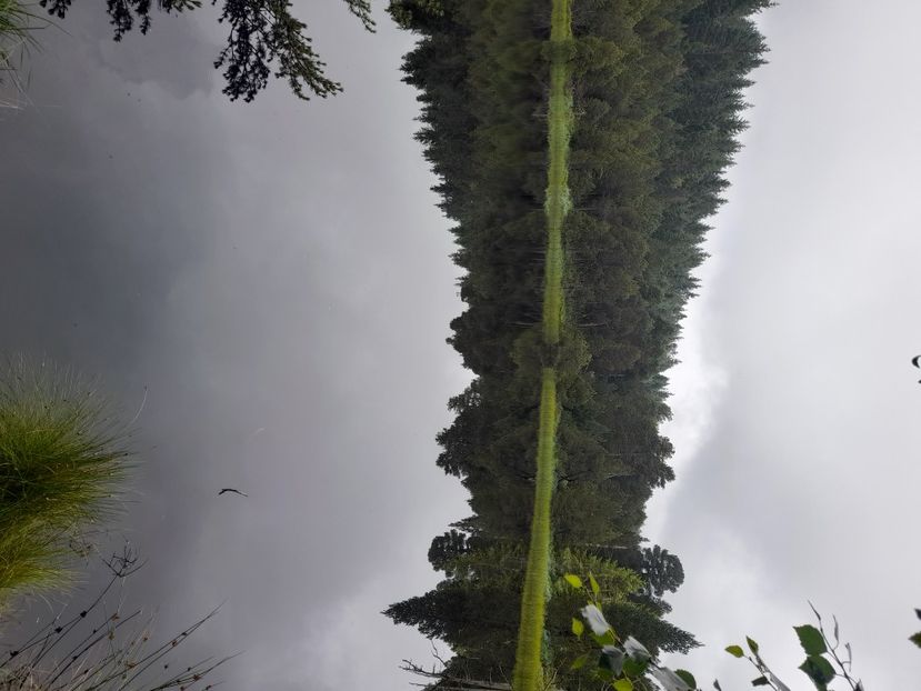  - Schwarzwald