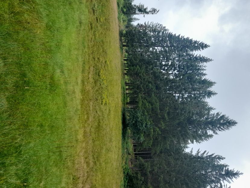  - Schwarzwald