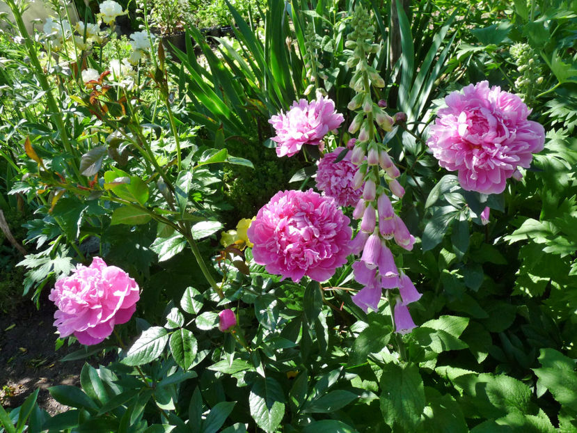  - Digitalis - Degetel