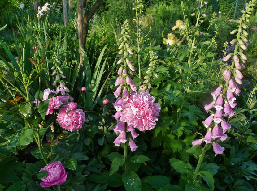  - Digitalis - Degetel