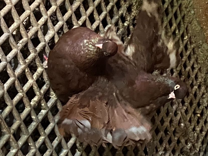 C5B1592E-DED1-46D5-BCBE-27171C8A987A - Castanii de Craiova