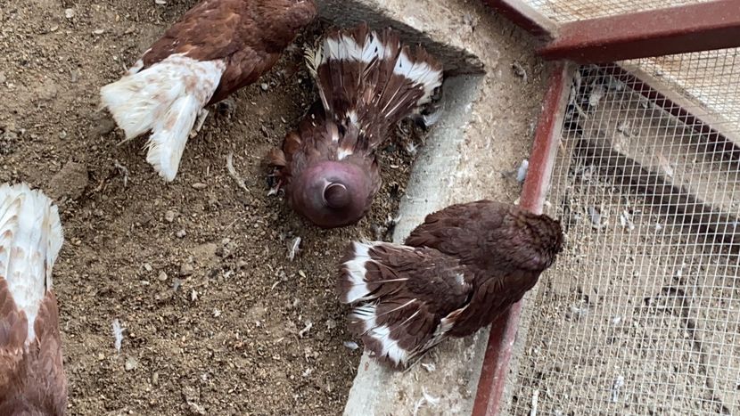 A006B3E4-1EFA-448C-AEAA-A161B2F281CF - Castanii de Craiova