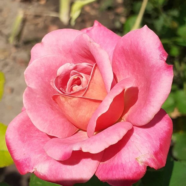  - Agnes 2021 - 2022-2023