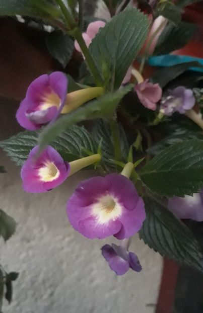  - R21 - BRID s NOBLESSE